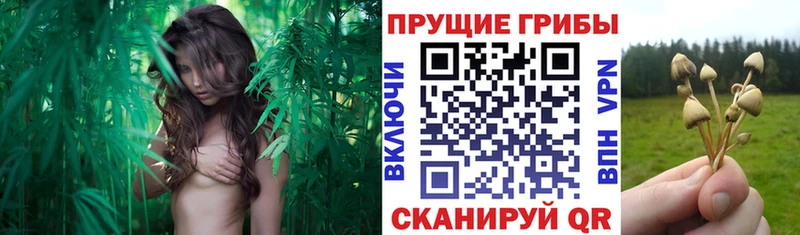 Псилоцибиновые грибы GOLDEN TEACHER  Юхнов 